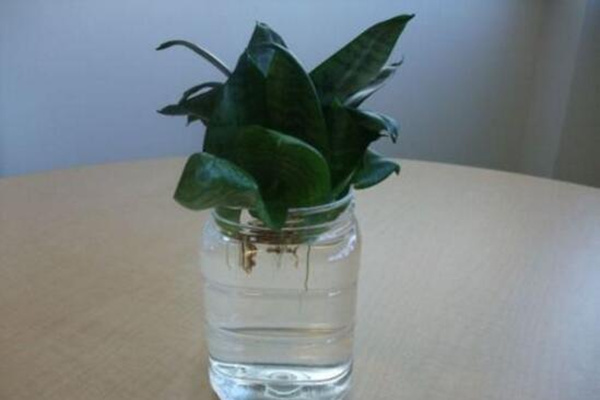 水培虎皮蘭怎么過冬，虎皮蘭安全越冬5大要點