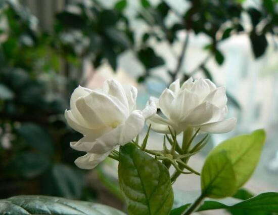 虎頭茉莉怎么修剪，三個(gè)簡單方法便可美觀