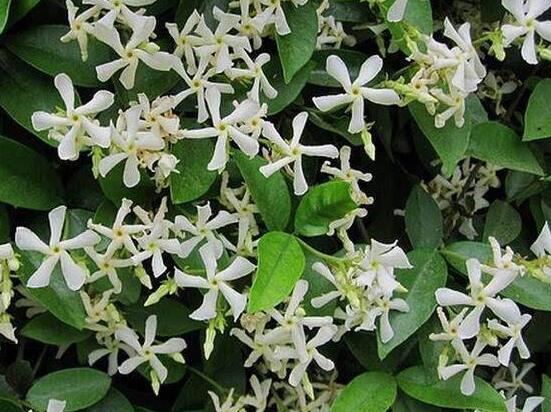 茉莉花爛根了怎么辦，換土換盆洗凈重新種植