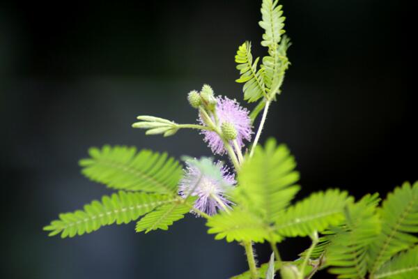 含羞草哪個部位有毒，植株內(nèi)含有毒素會導(dǎo)致脫發(fā)