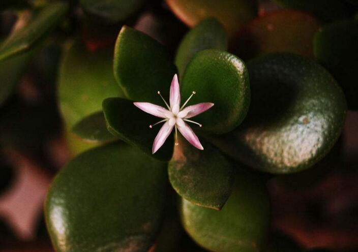 玉樹(shù)花和燕子掌的區(qū)別，葉片上的3處不同