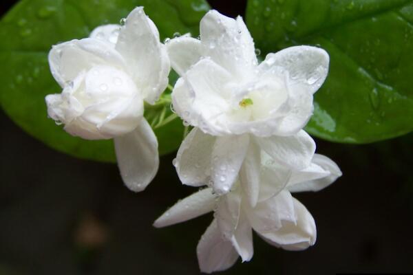 茉莉花夏天怎么養(yǎng)，控制施肥澆水得當才能養(yǎng)得好