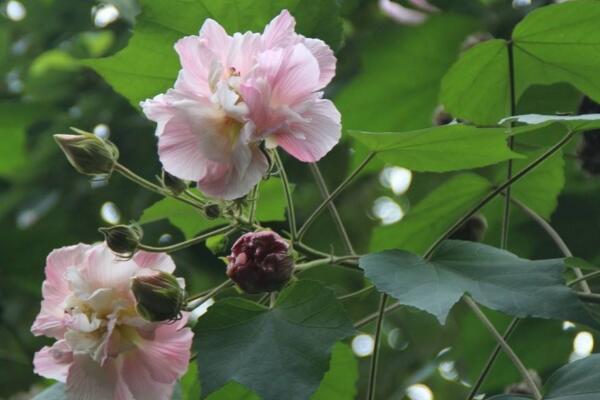 木芙蓉花有蕾不開花怎么回事，影響植株開花的5大因素