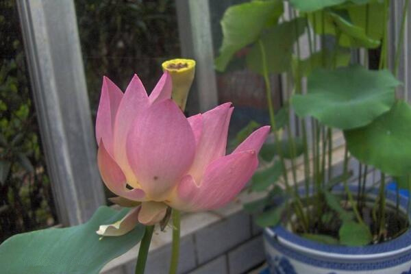 室內(nèi)荷花冬天怎么養(yǎng)，保證溫度并加強(qiáng)光照