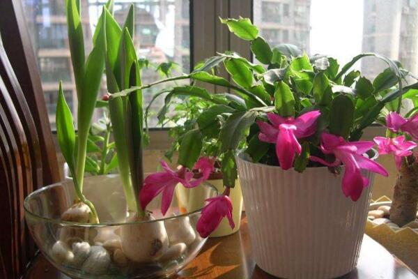 郁金香花開(kāi)后的處理，以下5步處理保證來(lái)年繼續(xù)開(kāi)花