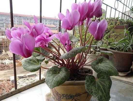 仙客來花莖發蔫彎下來，仙客來花倒下怎么辦