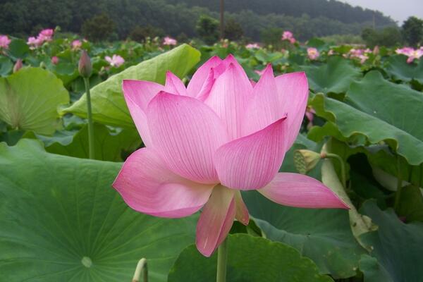 家里為什么不能養(yǎng)荷花，陰氣重且不聚財(cái)