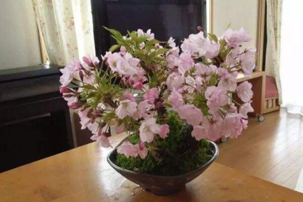 盆栽櫻花什么時(shí)候播種，清明前后是播種最佳時(shí)期