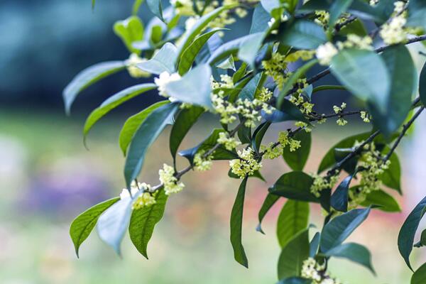 桂花樹(shù)什么時(shí)候開(kāi)花，四季桂一年四季都能開(kāi)花