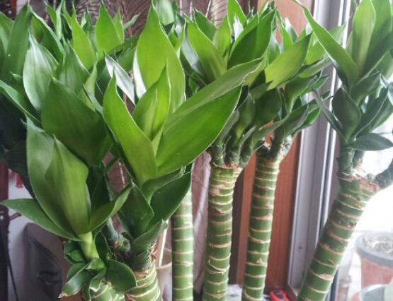 富貴竹葉子發黃怎么辦，四種原因以及解決辦法