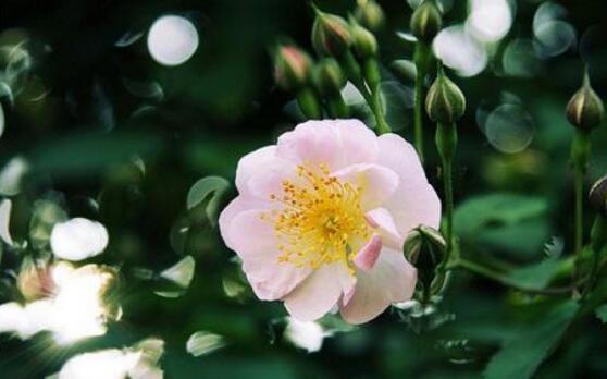 薔薇葉子發(fā)黃還能活么，薔薇花葉子發(fā)黃怎么辦