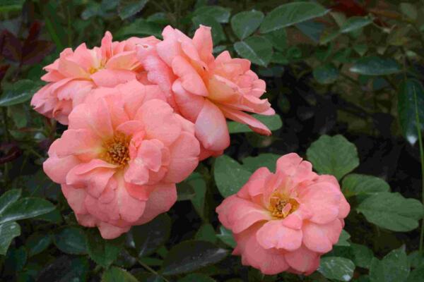 月季花品種大全，月季花的5大品種
