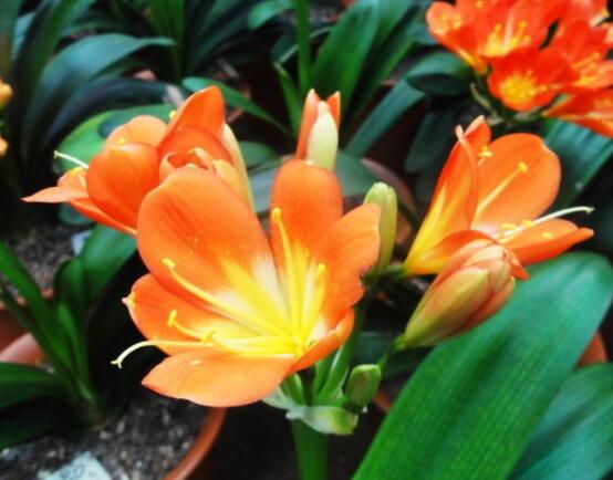 君子蘭開花前怎么養護，只需要做好四個要點即可(花大色艷)