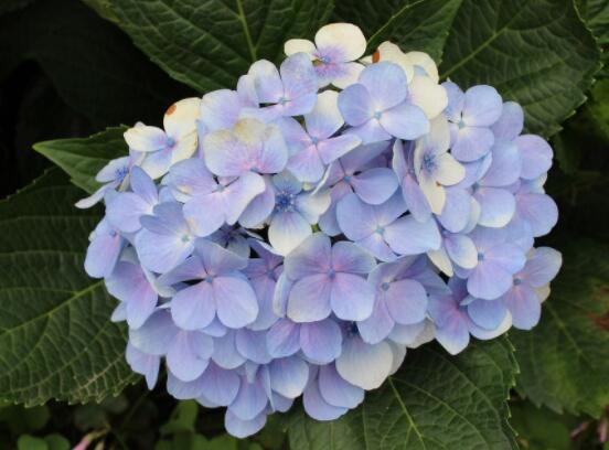 繡球花插花養護，教你四點有效養護措施(水養爆盆)