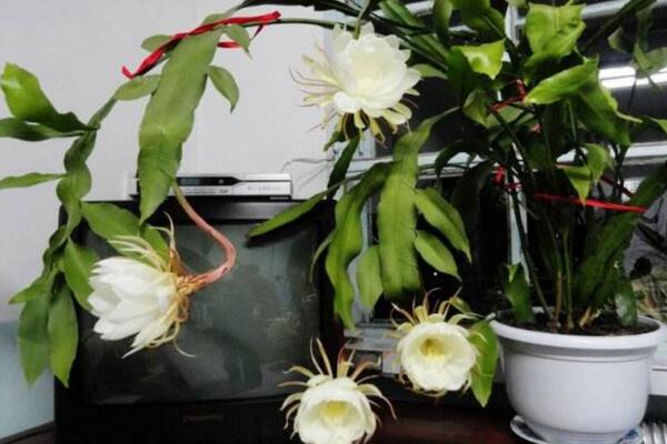 曇花冬季怎么養(yǎng)，不可疏忽的5大要點