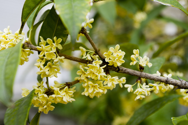 桂花樹(shù)移栽后葉子枯萎，因?yàn)橹仓隂](méi)有適應(yīng)新環(huán)境