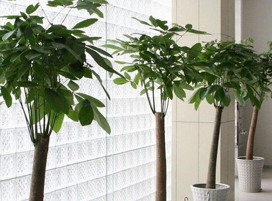 發(fā)財(cái)樹鋸斷后怎樣養(yǎng)活，及時(shí)消毒/做好澆水光照溫度