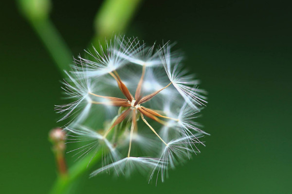 長(zhǎng)的像蒲公英的植物叫什么