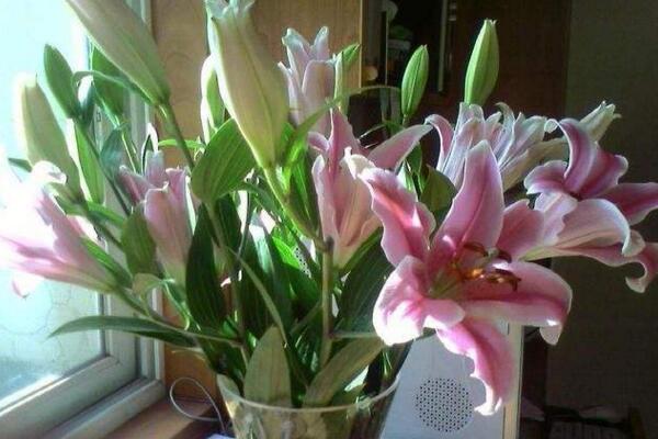 百合花擺放禁忌，放在臥室容易影響睡眠