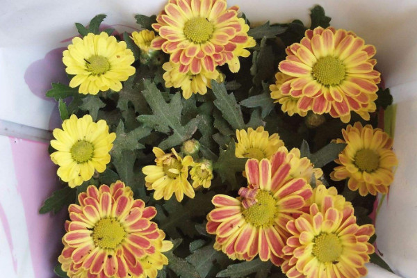 美人菊怎么養殖