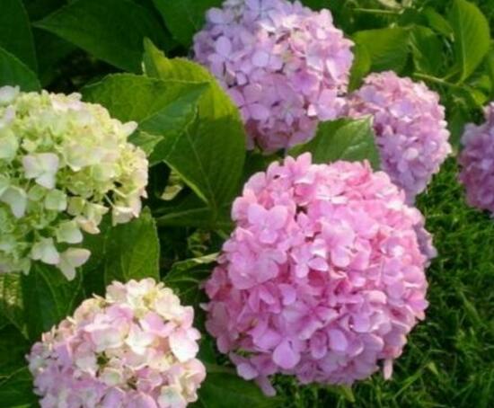 繡球花只長葉子不開花，做好四點(diǎn)解決辦法便花開爆盆