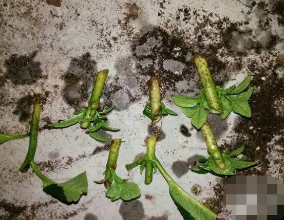 繡球花扦插方法圖解，老農(nóng)教你三點(diǎn)基本步驟