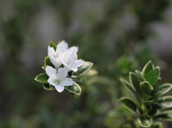 金邊六月雪幾月開花，每年六月份含苞盛放/潔白如雪