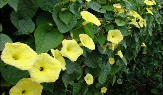 牽牛花的花語是什么，牽牛花代表著愛情、冷靜、虛幻、愛情永固