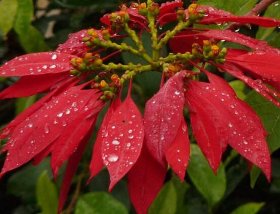 一品紅什么時候開花，一品紅在每年12月至翌年2月開花