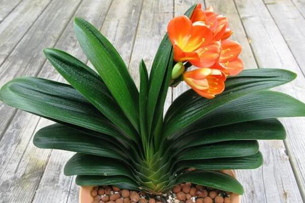 君子蘭怎樣才能開(kāi)花，保證君子蘭年年開(kāi)花的5大技巧