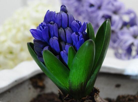 風(fēng)信子開(kāi)花后怎么處理，開(kāi)花后處理方法
