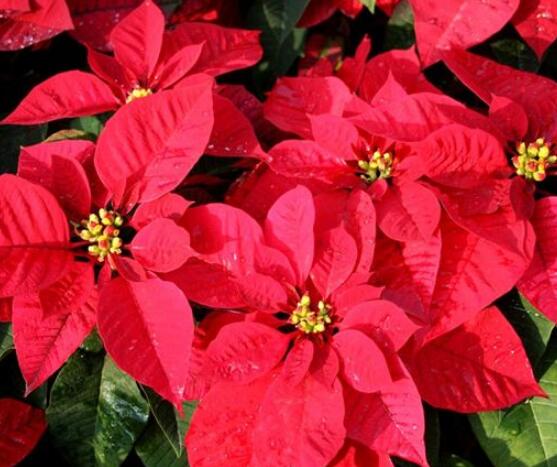 一品紅的花語是什么，普天同慶、共祝新生(圣誕之花)