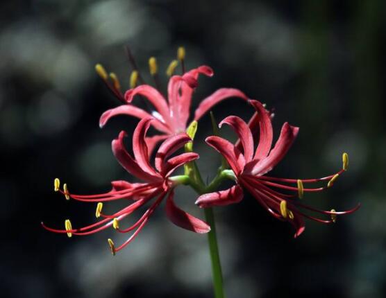 彼岸花語(yǔ)，不同國(guó)家不同花語(yǔ)/中國(guó)、朝鮮、日本
