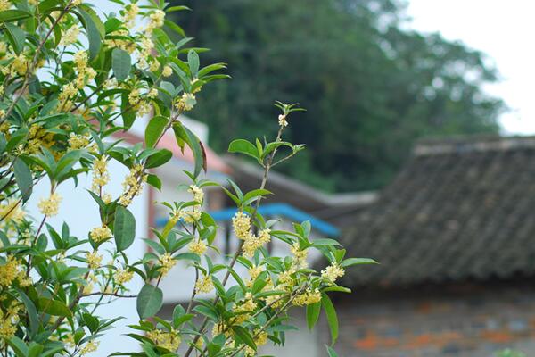 桂花樹(shù)什么時(shí)候開(kāi)花，四季桂一年四季都能開(kāi)花