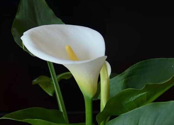 馬蹄蓮的養(yǎng)殖方法圖解，老農(nóng)總結(jié)六點(diǎn)最實(shí)用的基本方法