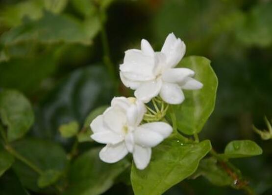 茉莉花什么時(shí)候修剪整枝最好，春秋生長(zhǎng)期、春季前休眠期修剪最好