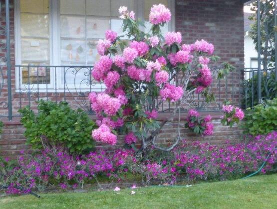 薔薇花有毒嗎，薔薇花可以種植在室內(nèi)嗎