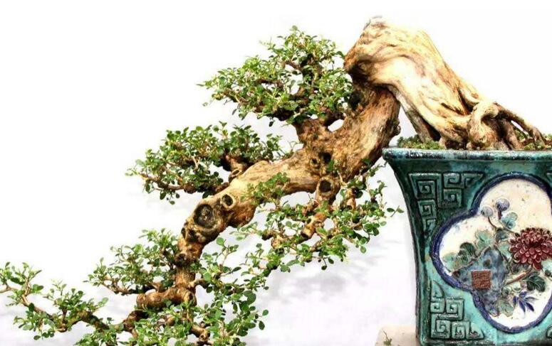 九里香的養(yǎng)殖方法和修剪，光照土壤要嚴控