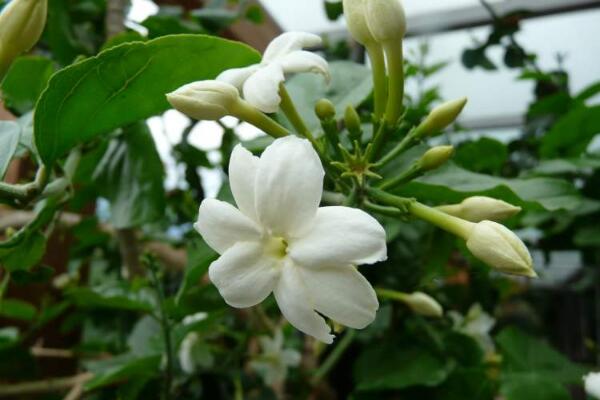 茉莉花夏天怎么養(yǎng)，控制施肥澆水得當才能養(yǎng)得好