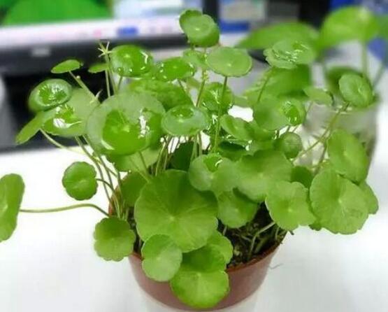 銅錢(qián)草泡水喝的作用，利尿排石、抗炎消炎