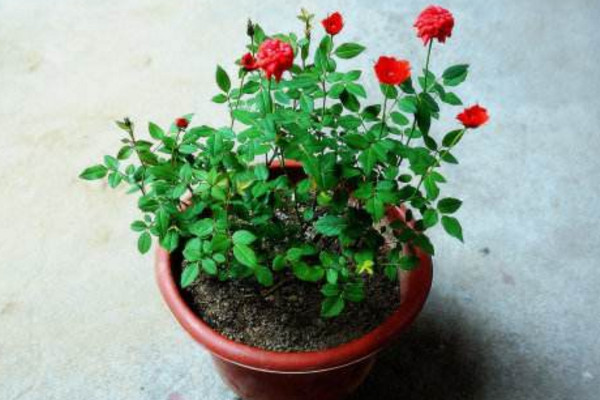 月季花的栽培方法，5步即可完成月季花栽培