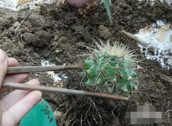 仙人球移栽注意事項，注意不可弄傷根系、及時消毒/土壤微濕潤