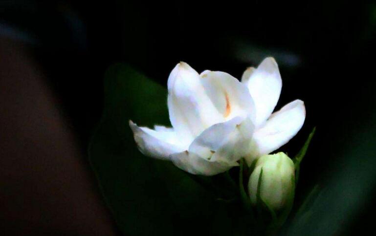 茉莉花開花后怎么辦，要及時修剪和施肥等3個方面的養(yǎng)護