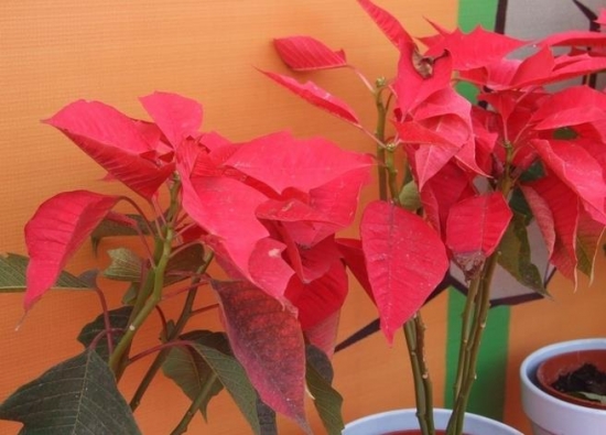 一品紅花放室內對身體有害嗎，可以放在室內但是不要碰到它的汁液