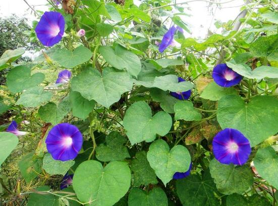 牽牛花葉子發黃怎么辦，牽牛花葉子發黃解決辦法