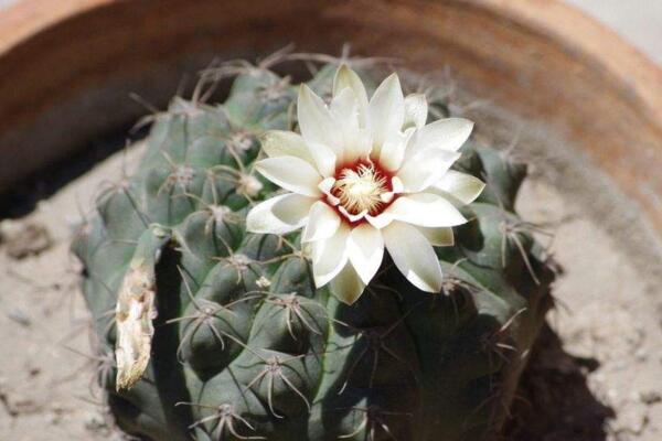 仙人球放在臥室好嗎，仙人球放臥室的5大好處