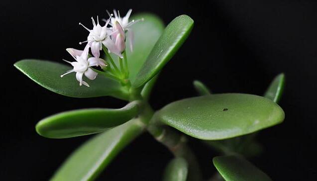 燕子掌植物怎么養(yǎng)，適宜的土壤和水份最關(guān)鍵