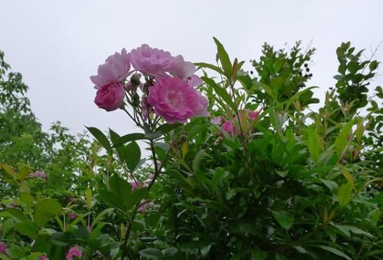 家庭種植薔薇花有什么好處，薔薇花是綠花遮陰的好幫手