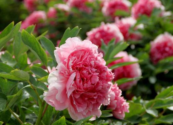 牡丹花花期，牡丹花的花期4-5月份(綻放十天)