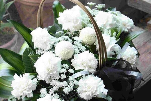 怎么讓康乃馨快速開花，康乃馨快速開花技巧